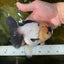 A Grade Panda Oranda Female 5-5.5 inches #050925OR_35