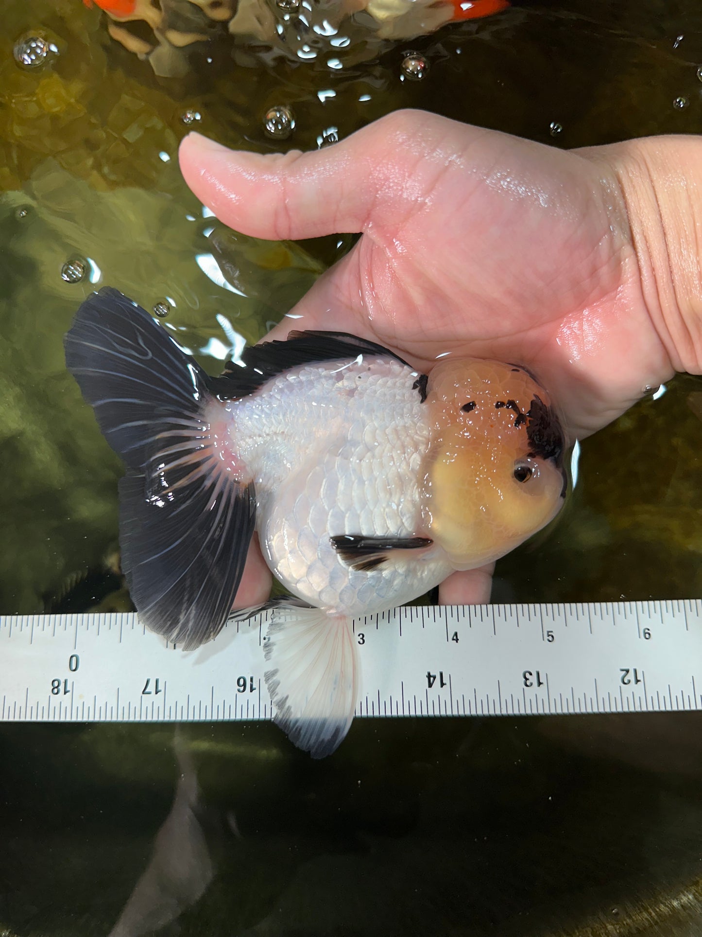 A Grade Panda Oranda Female 5-5.5 inches #050925OR_35