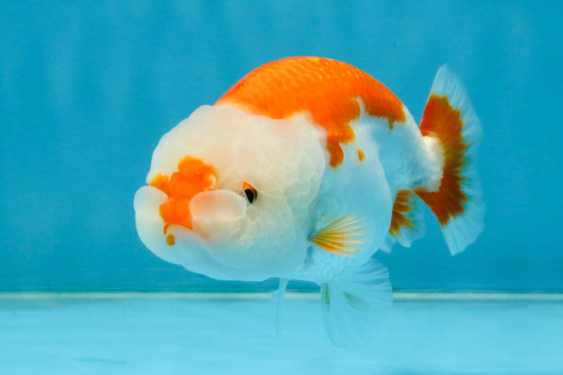 SANTA A Grade Red White LionQueen 4-4.5 inches #120525LC_12