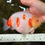 AAA Grade Sakura Ranchu Female 5.5-6 inches #102326RC_02