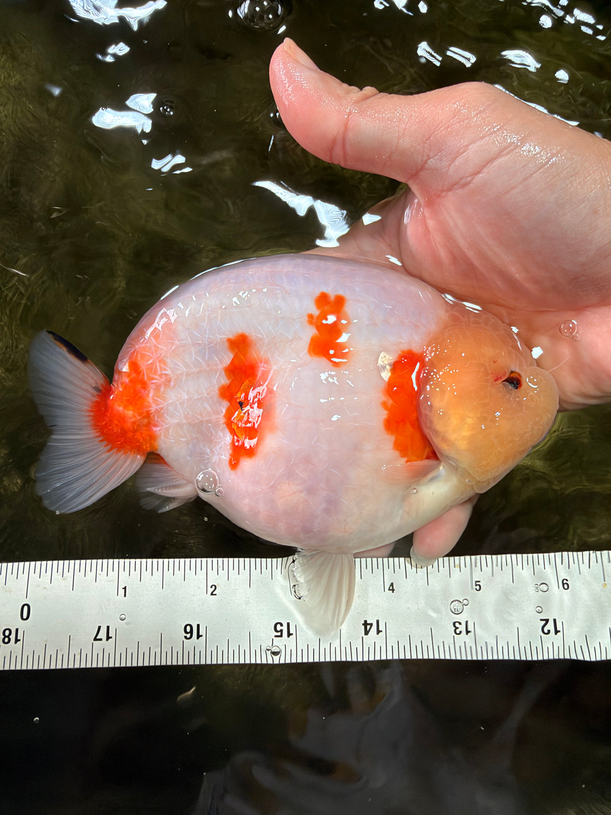 AAA Grade Sakura Ranchu Female 5.5-6 inches #102326RC_02