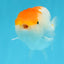 A Grade Chubby Orange White LionQueen 4 inches #122724LC_16