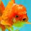 AAA Grade Red White Oranda Male 5.5 inches #080726OR_10