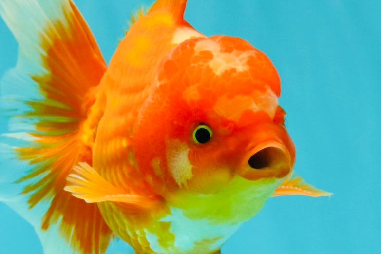 AAA Grade Red White Oranda Male 5.5 inches #080726OR_10