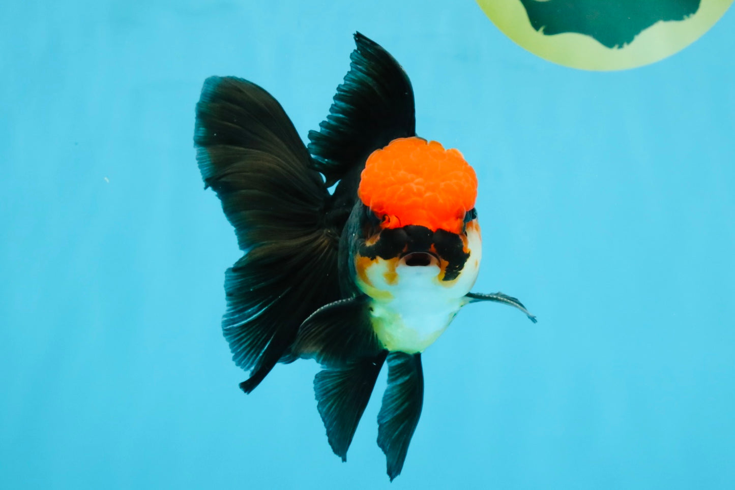 MUSTACHE A Grade Tricolor Oranda Male 5-5.5 inches #032726OR_11