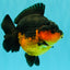 SUPER CUTE AAA Grade Apache Yuanbao Female 5 inches #062626YB_14