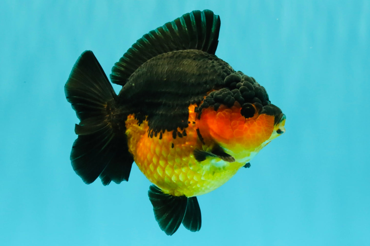 SUPER CUTE AAA Grade Apache Yuanbao Female 5 inches #062626YB_14
