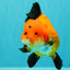 AAA Grade Apache Oranda Female 5.5-6 inches #071026OR_25