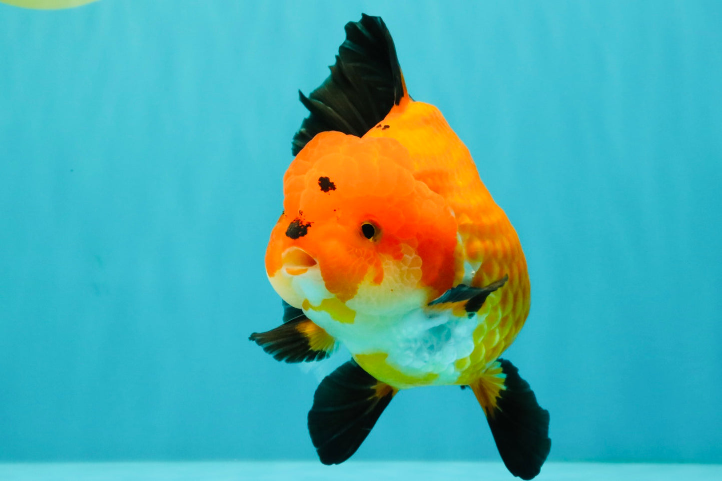 AAA Grade Apache Oranda Female 5.5-6 inches #071026OR_25