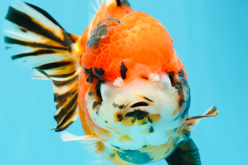 Tricolor Tiger Yuanbao Female 5.5 inches #030626YB_13