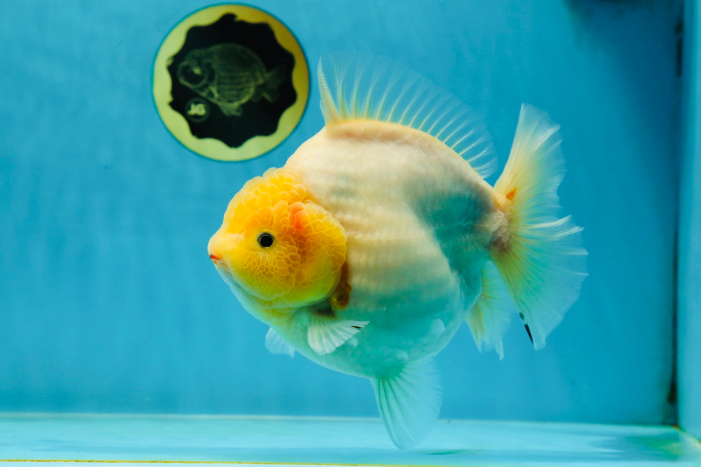 SHOW GRADE Godzilla Sakura Yuanbao Male 6 inches #050925YB_24