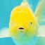 A Grade White Oranda Male 5.5-6 inches #100926OR_18
