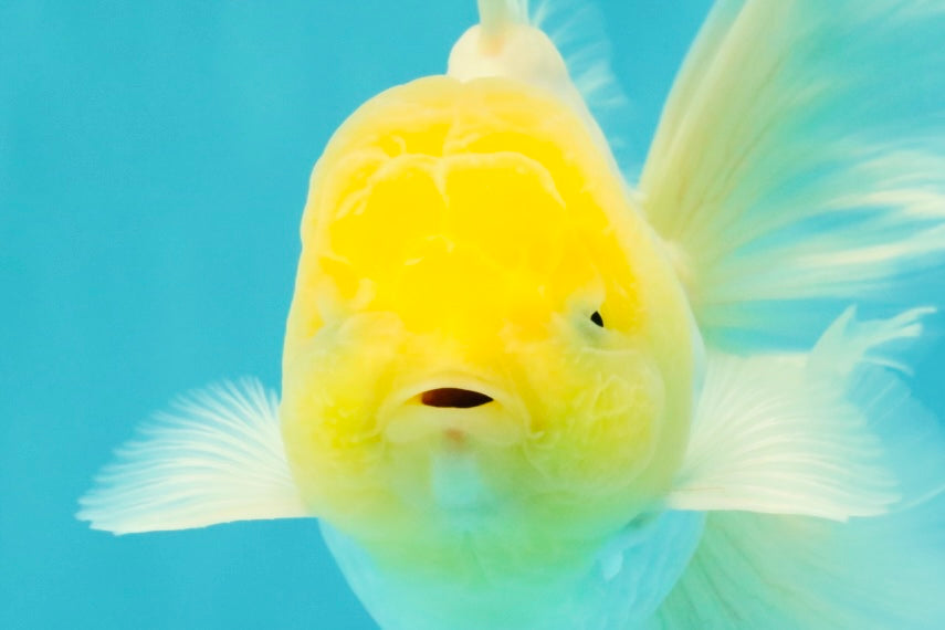 A Grade White Oranda Male 5.5-6 inches #100926OR_18