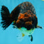A Grade Kirin Ranchu Male 5 inches #062725LC_03