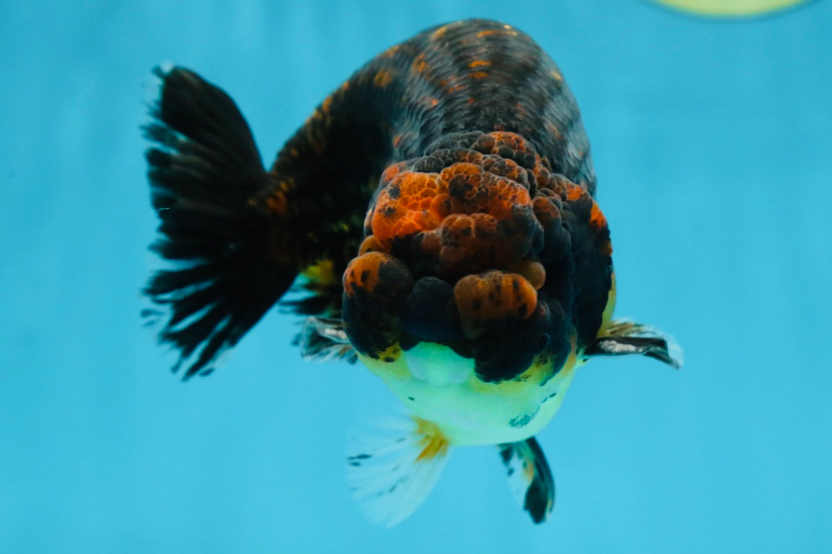 A Grade Kirin Ranchu Male 5 inches #062725LC_03