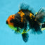 A Grade Kirin Tiger Oranda Female 5.5-6 inches #050925OR_32
