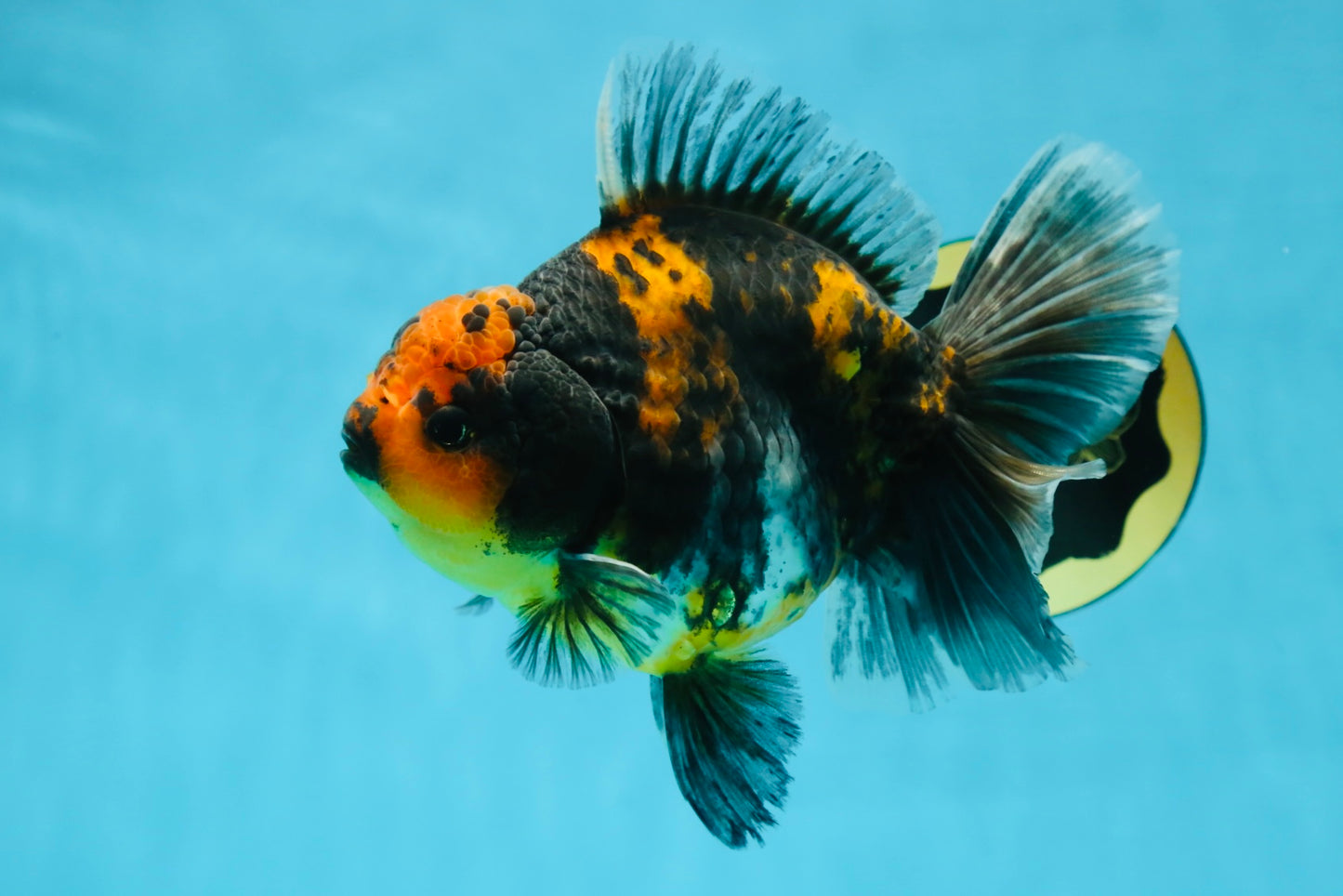 A Grade Kirin Tiger Oranda Female 5.5-6 inches #050925OR_32