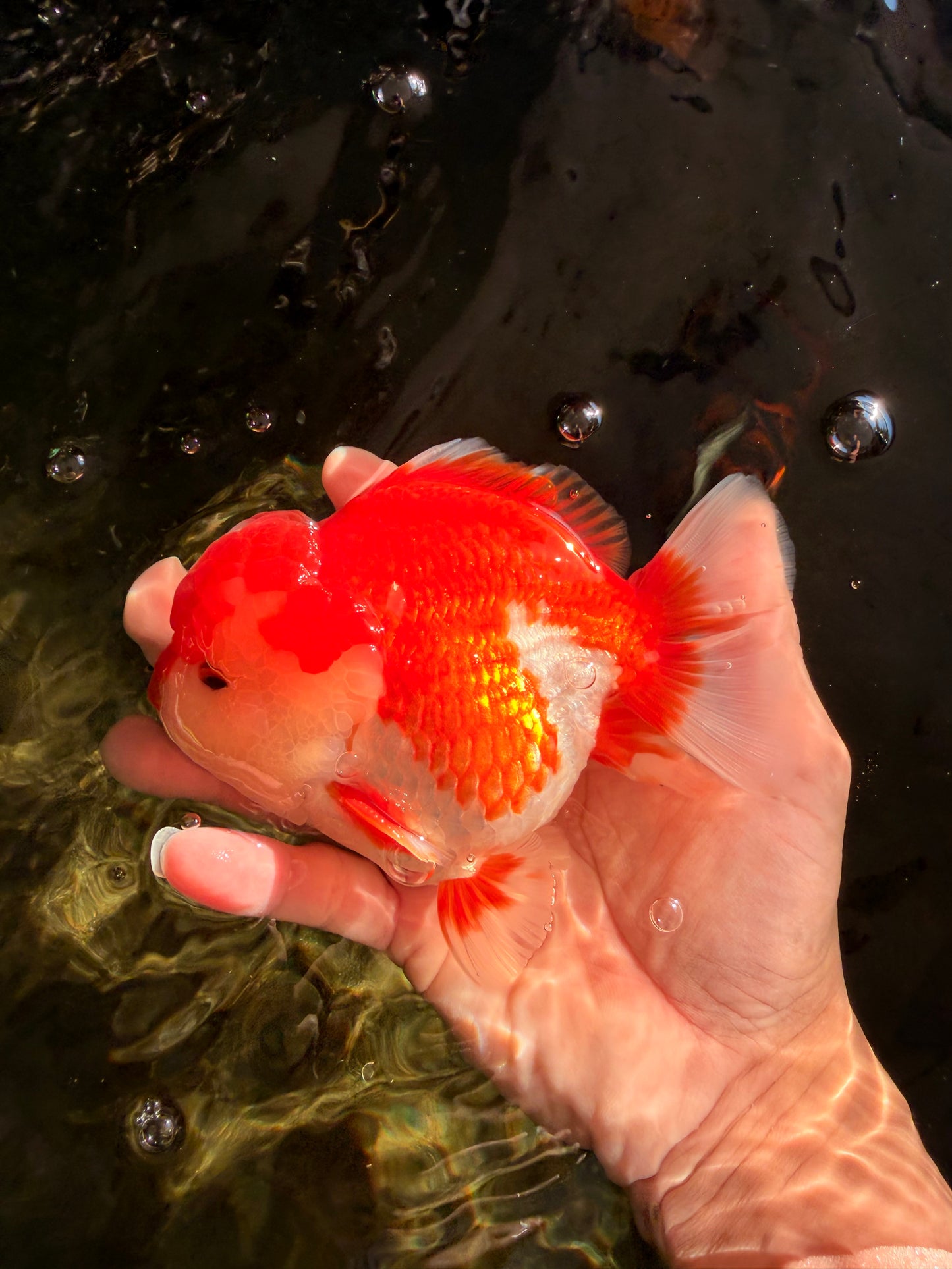 SPECIAL AAA Grade Red White Yuanbao Male 5-5.5 inches #050826YB_09
