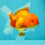A Grade Red Oranda Male 5.5 inches #070626OR_21