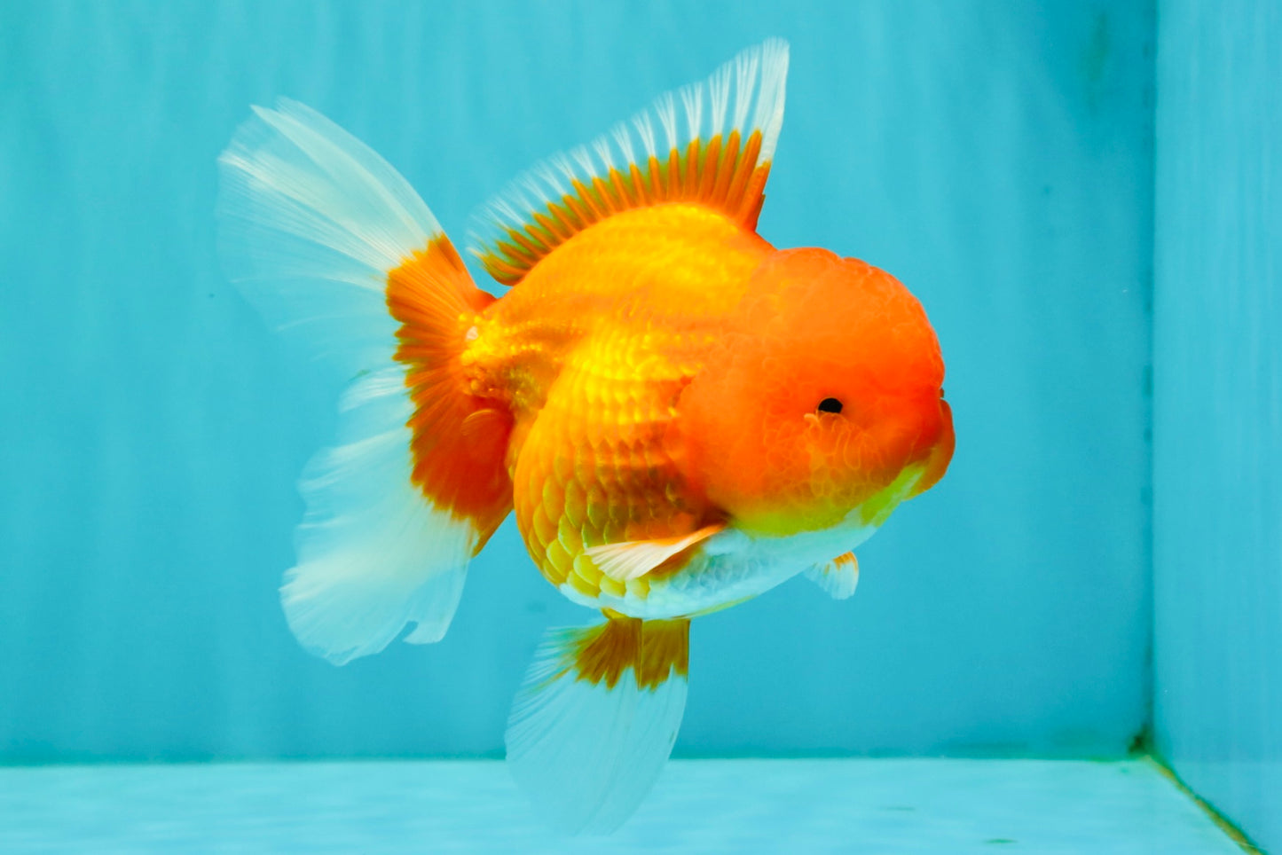 A Grade Red Oranda Male 5.5 inches #070626OR_21