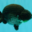 CHUBBY AAA Grade Platinum Black Blue Ranchu Male 5 inches #062626RC_09