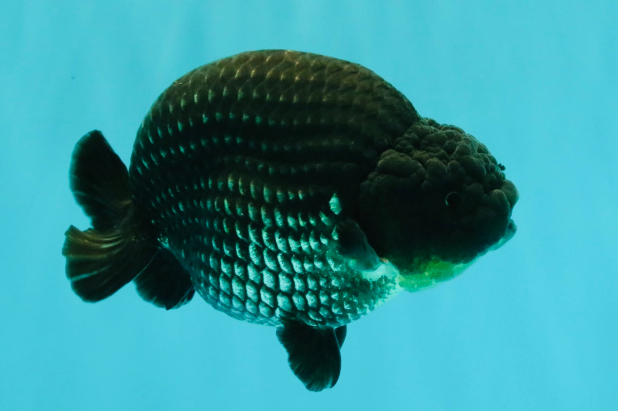 CHUBBY AAA Grade Platinum Black Blue Ranchu Male 5 inches #062626RC_09