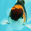 Tricolor Oranda Male 3.5-4 inches #102524OR_20