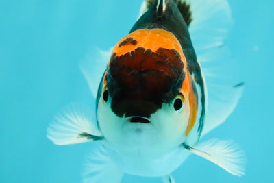 Tricolor Oranda Male 3.5-4 inches #102524OR_20