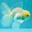 BEAUTY AAA Grade Little Chicken White Oranda Male 5.5 inches #072426OR_15