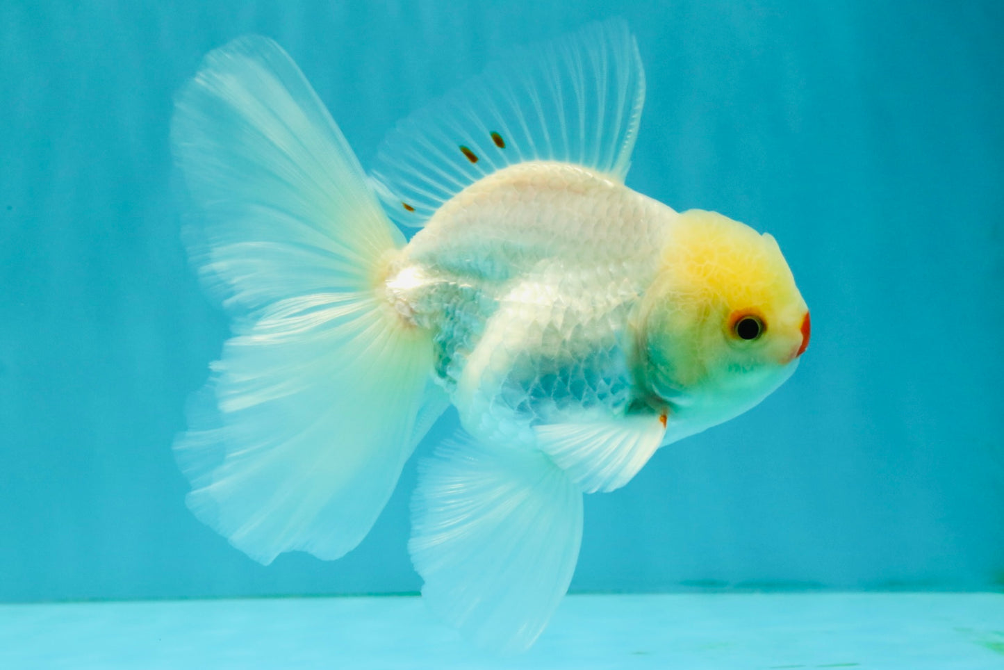 BEAUTY AAA Grade Little Chicken White Oranda Male 5.5 inches #072426OR_15