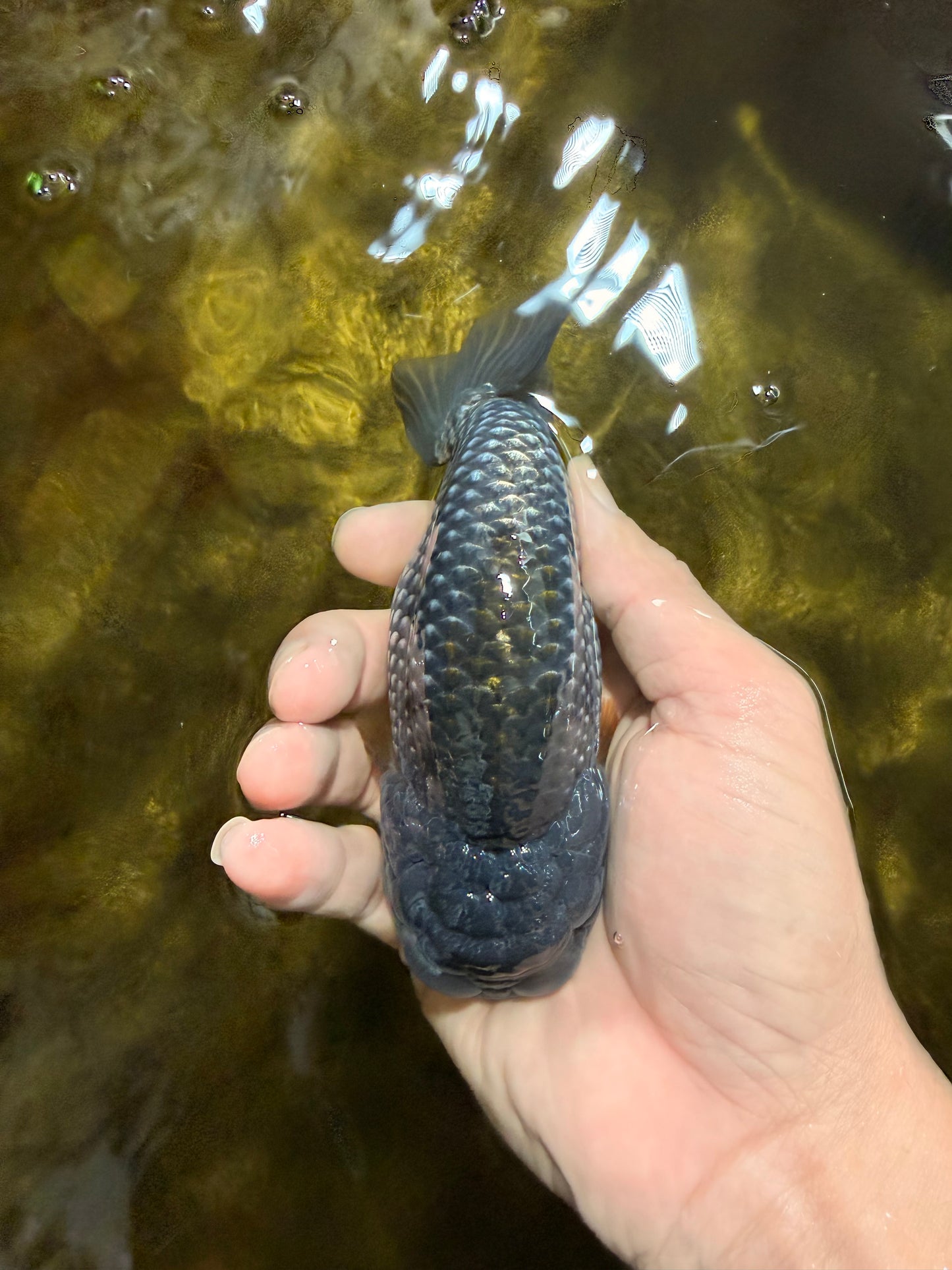 Blue LionChu Male 5 inches #103125LC_15