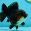 A Grade Tricolor Yuanbao Male 5 inches #122024YB_14