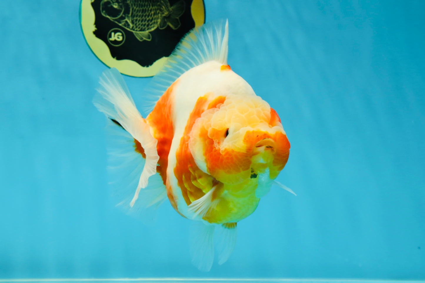 AAA Grade Godzilla Sakura Yuanbao Female 5.5 inches #050925YB_20