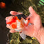 AAA Grade Tricolor Oranda Male 5.5 inches #030626OR_22