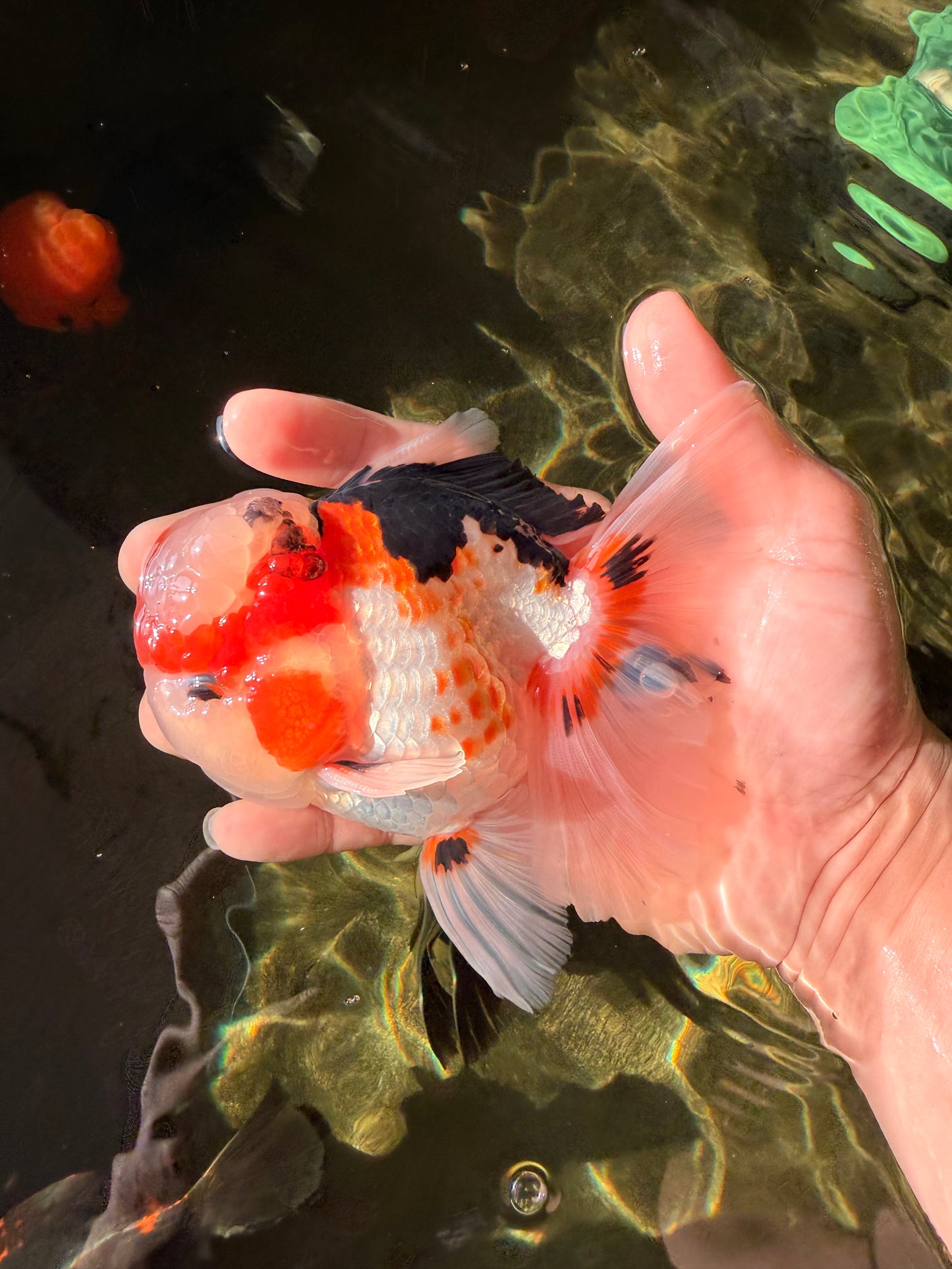 AAA Grade Tricolor Oranda Male 5.5 inches #030626OR_22