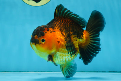 A Grade SUPER CUTE Apache Yuanbao Male 5 inches #091925YB_17