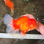 JUMBO AAA Grade Red White Oranda Male 8.5 inches #071726OR_01