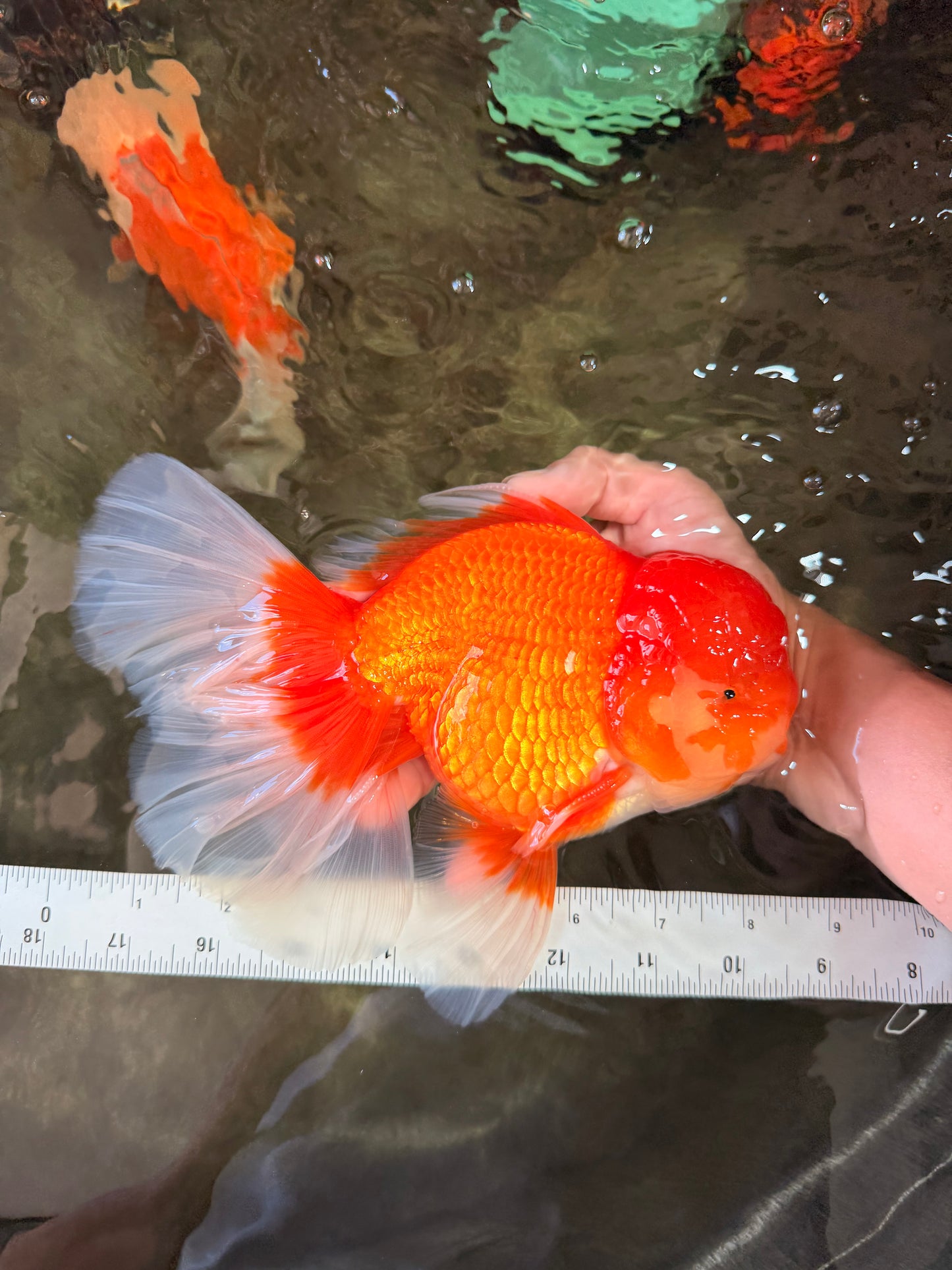JUMBO AAA Grade Red White Oranda Male 8.5 inches #071726OR_01