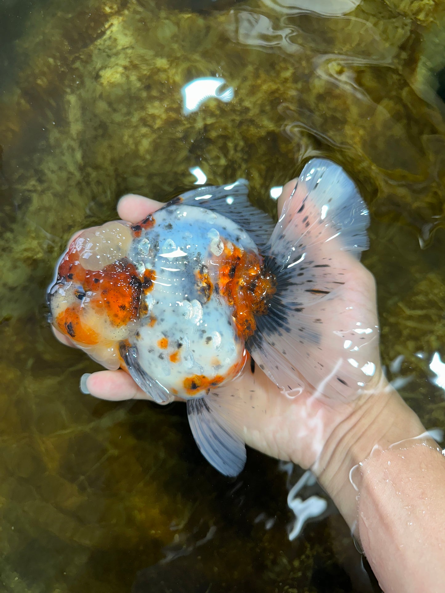 AAA Grade SUPER WEN Godzilla Calico Oranda Female 6 inches #080825OR_16