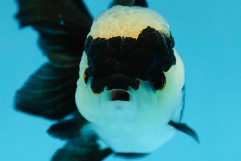 A Grade Solid Panda Oranda Female 4 inches #1006OR_01 – Jimmy Goldfish