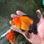 Apache (Black Orange) Oranda Female 4.5 inches #110124OR_05