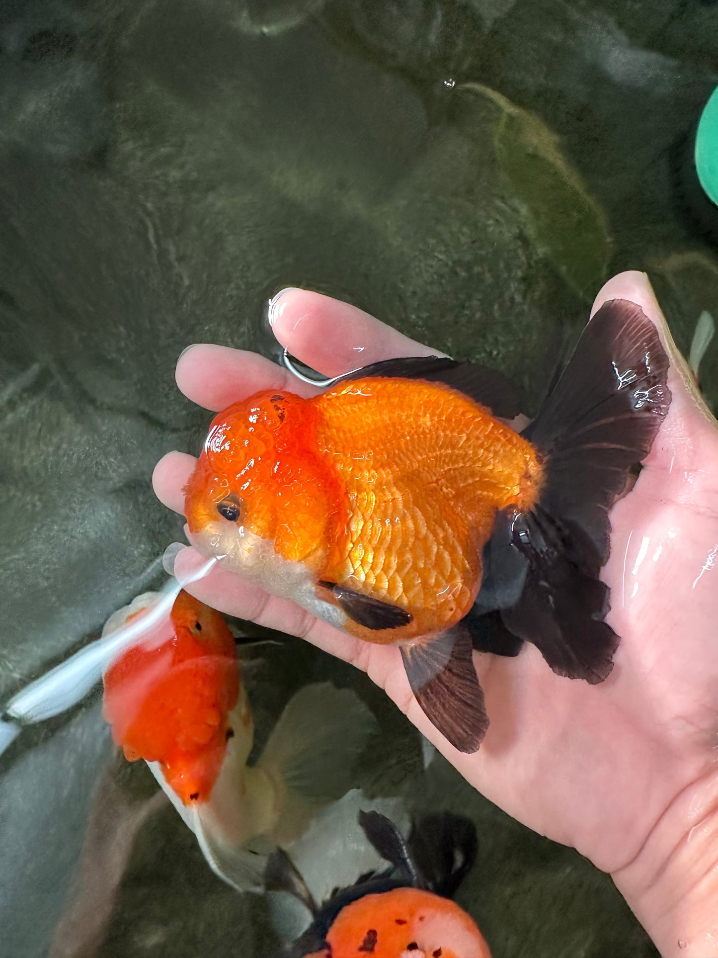 Apache (Black Orange) Oranda Female 4.5 inches #110124OR_05