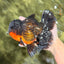 CHUNKY AAA Grade Godzilla Apache Oranda Male 6.5 inches #031326OR_02