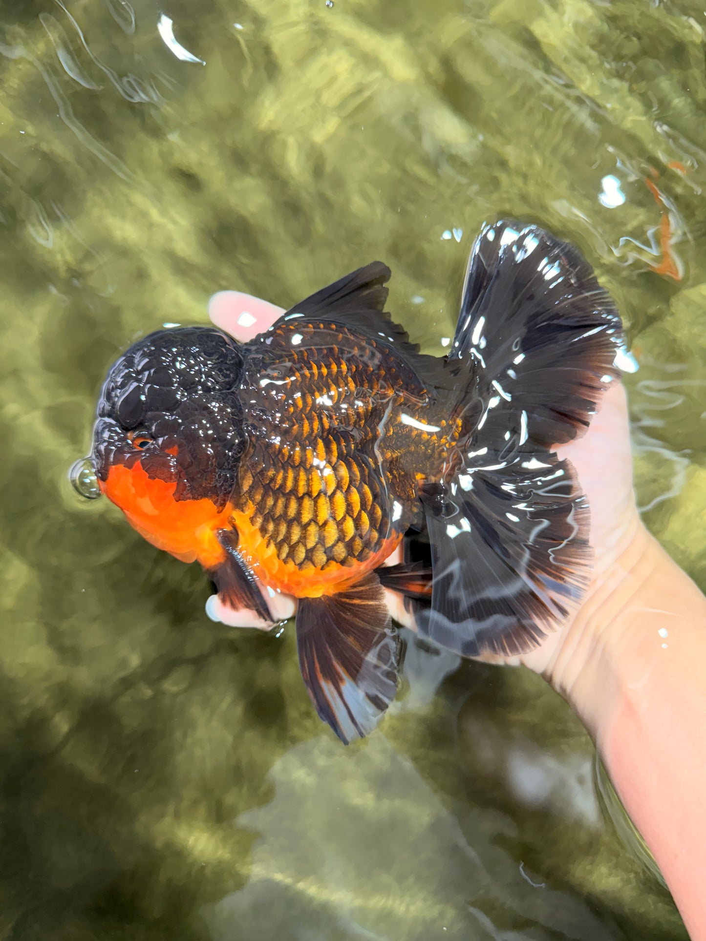 CHUNKY AAA Grade Godzilla Apache Oranda Male 6.5 inches #031326OR_02