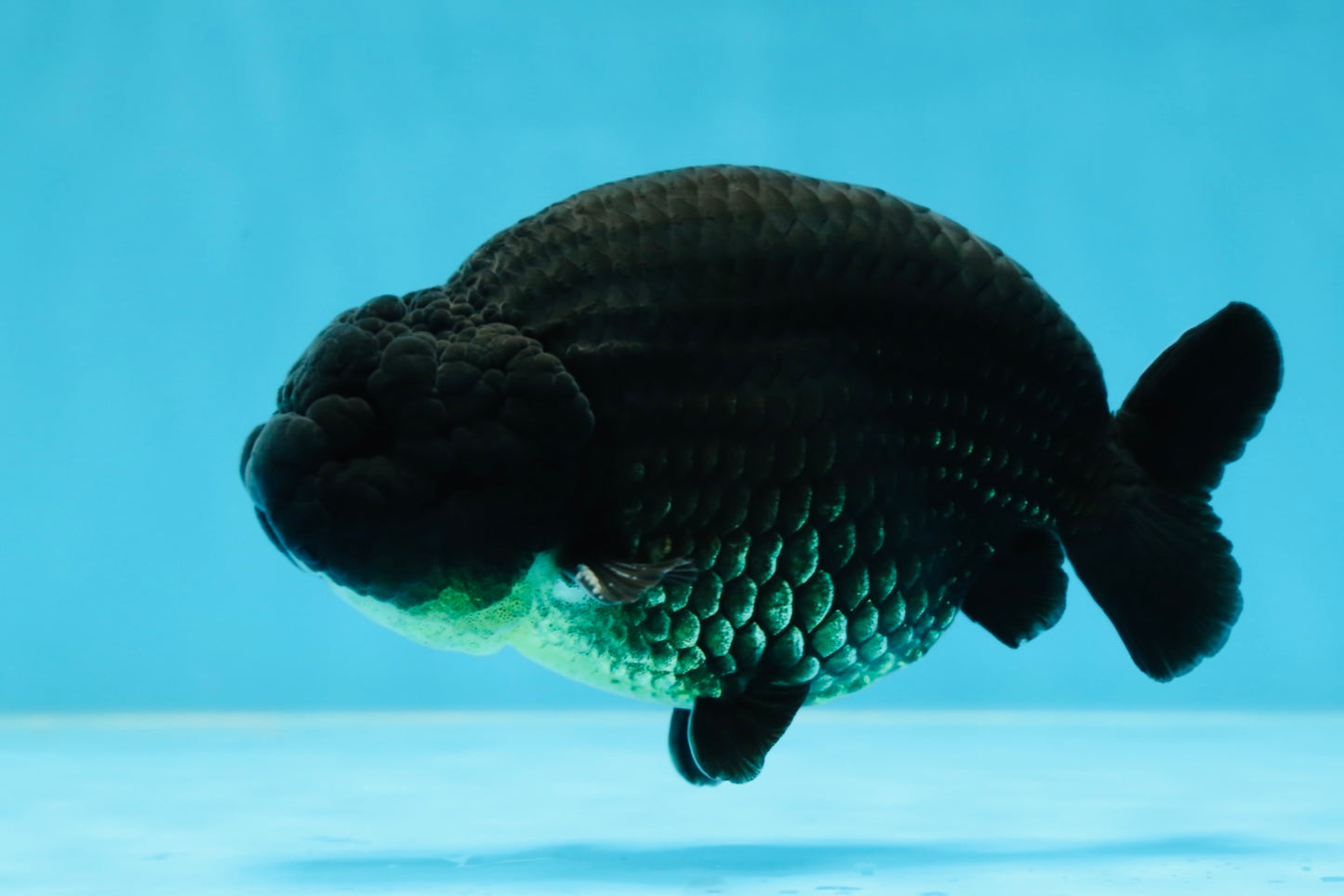 AAA Grade Godzilla Black LionKing 4.5-5 inches #053025LC_09