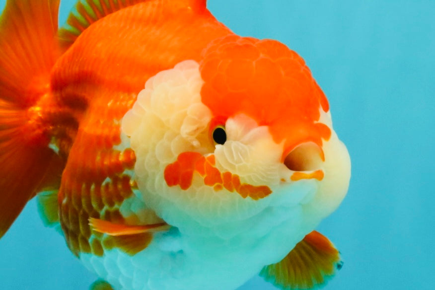 CHONKY AAA Grade Red White Yuanbao Female 6-6.5 inches #032026YB_25