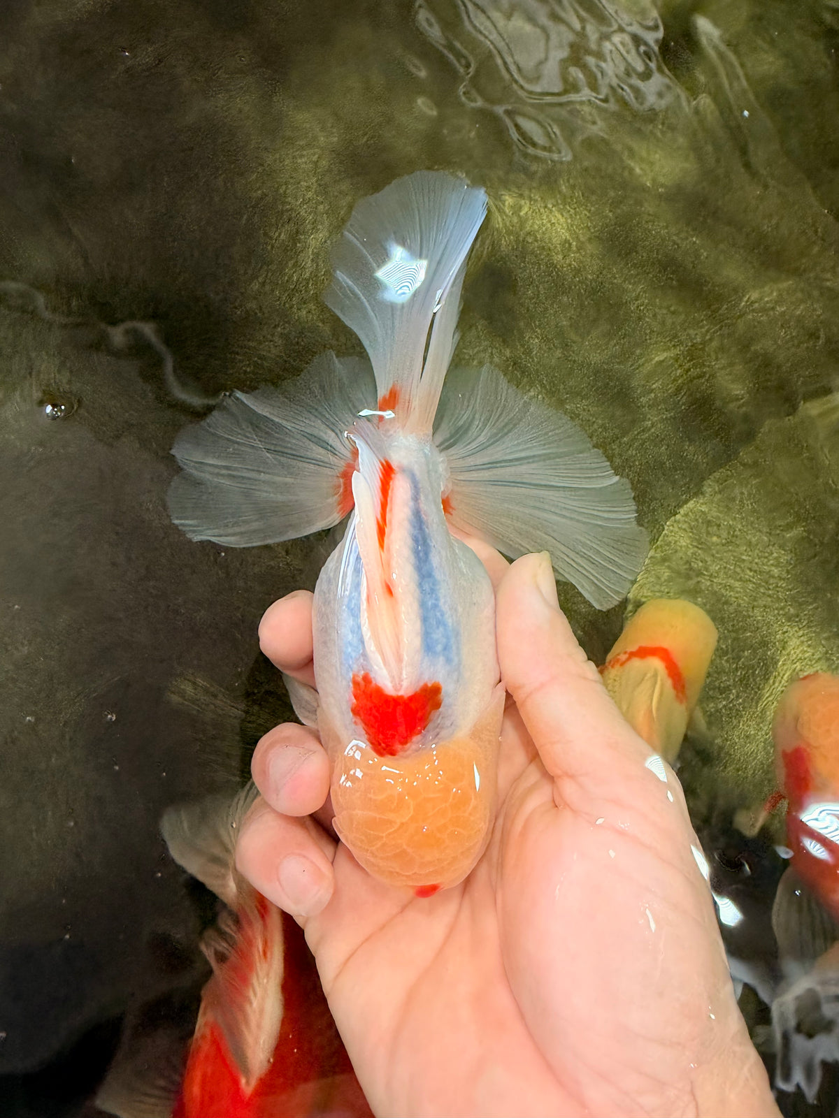 A Grade Red White Oranda Male 6 inches #102326OR_09