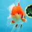 A Grade Red White Oranda Male 5.5-6 inches #080825OR_17