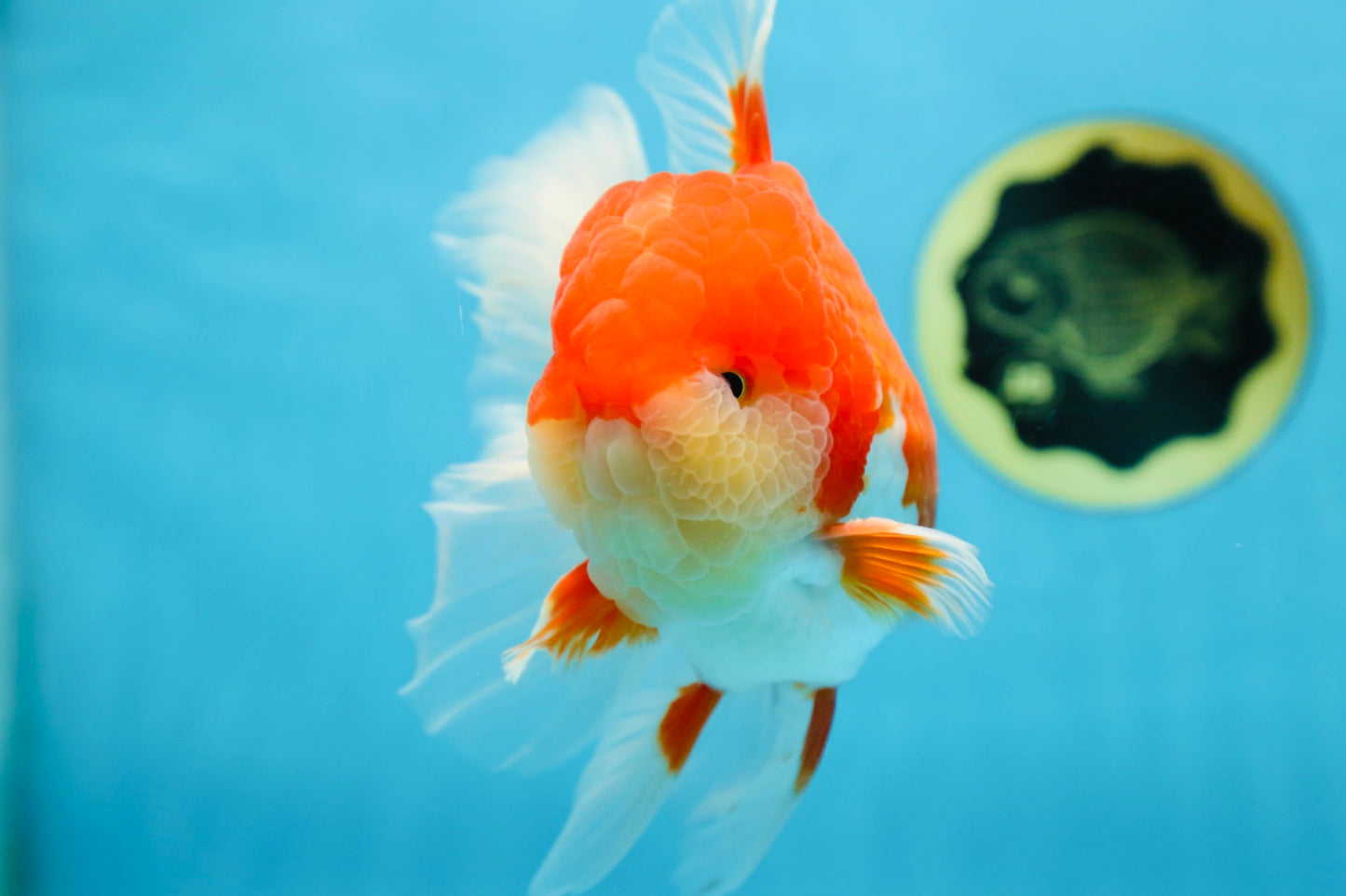 A Grade Red White Oranda Male 5.5-6 inches #080825OR_17