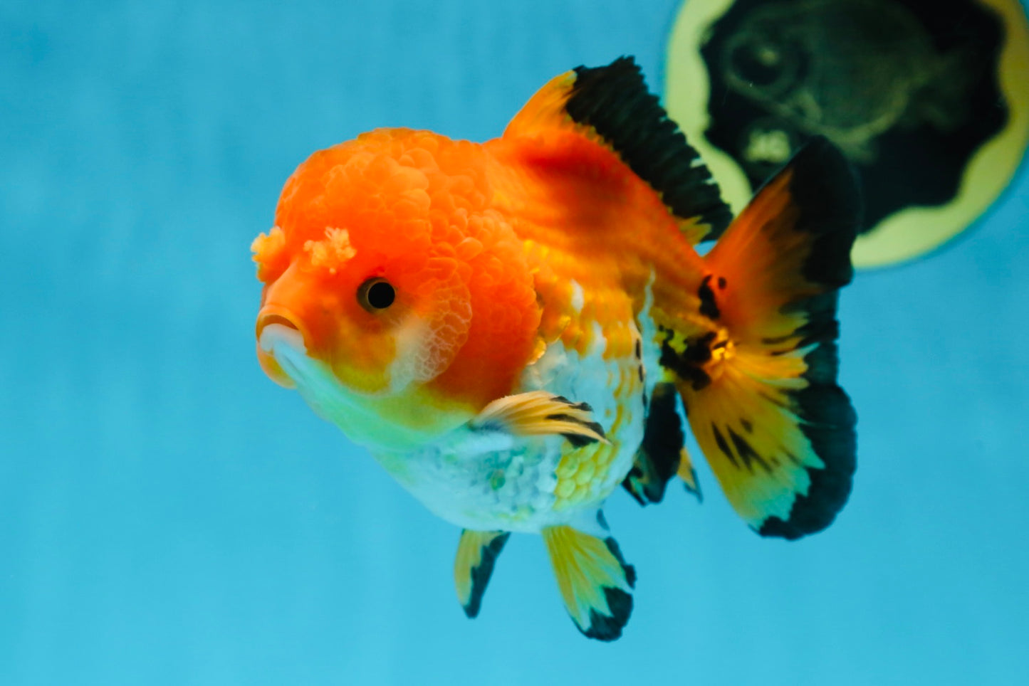 Pompom Tricolor Yuanbao Male 4.5 inches #060625YB_07